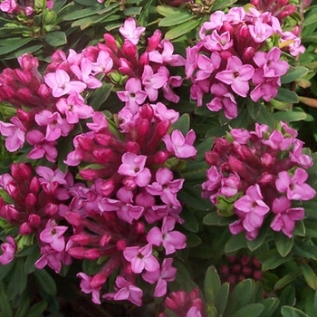 Daphne cneorum 'Ruby Glow' 