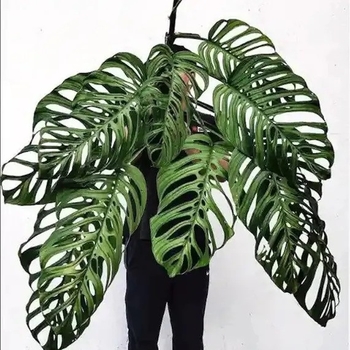 Monstera esqueleto