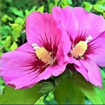 Hibiscus syriacus 'Woodbridge' 