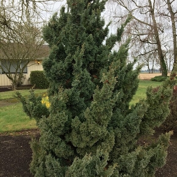 Chamaecyparis obtusa 'Blue Feathers' 