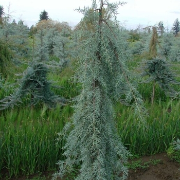 Cupressus Arizonica 'Raywood's Weeping' 