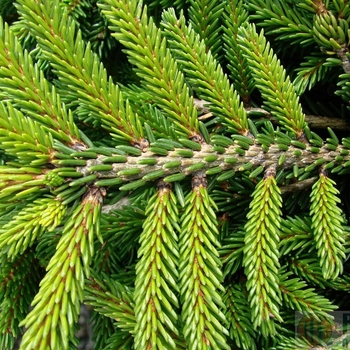 Picea orientalis 'Bergman's Gem' 
