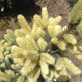 Picea pungens 'Spring Blast' 