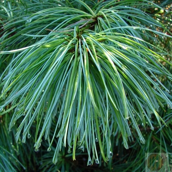 Pinus koraiensis 'Oculus Draconis' 