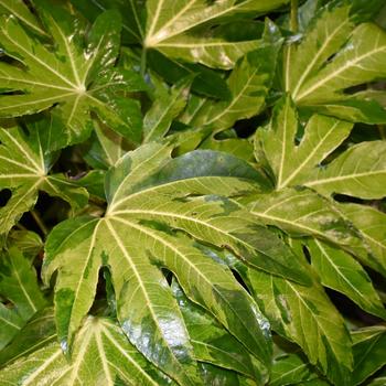 Fatsia japonica 'Camouflage® Variegata'