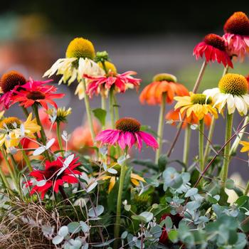 Echinacea purpurea