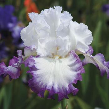 Iris germanica 'Center Ice' 