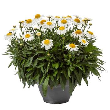 Leucanthemum x superbum 'Darling Daisy Supreme®'