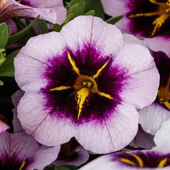 Calibrachoa 'Blueberry Spark' 