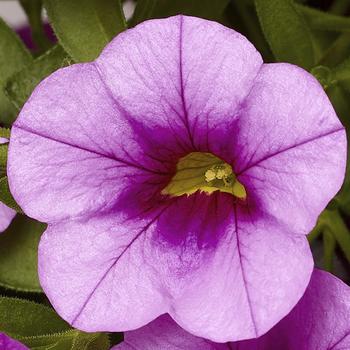 Calibrachoa 