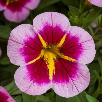 Calibrachoa Callie® Strawberry Spark