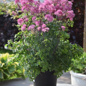 Thalictrum aquilegifolium 'My Little Favorite' 