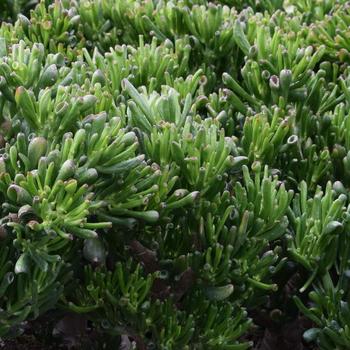 Crassula ovata 'Hobbit'