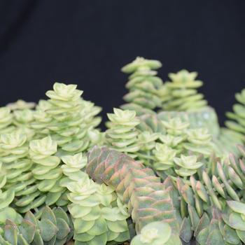 Crassula perforata 'Variegata'