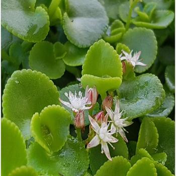 Crassula spathulata