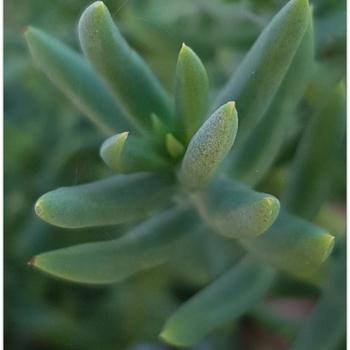 Crassula tetragona 