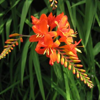 Crocosmia 'Jochem'