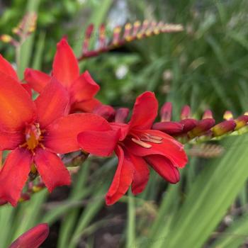 Crocosmia 'Diablito'