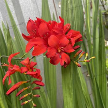 Crocosmia 'Seraphim'