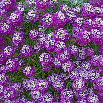 Lobularia 'Stream Compact Purple' 