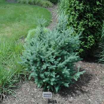 Larix laricina 'Deborah Waxman' 