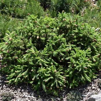 Picea abies 'Pusch' 