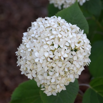 Hydrangea arborescens 'Bar Harbor' PP28729