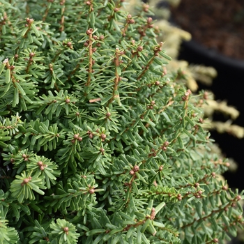 Tsuga diversifolia 'Minikin'