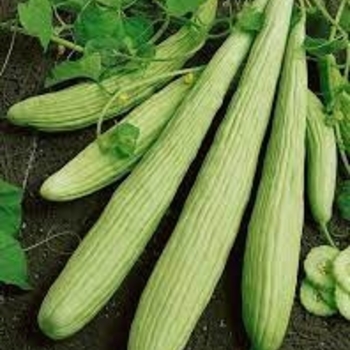 Cucumis sativus 'DRL-9510' 