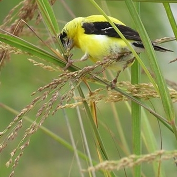 Panicum amarum