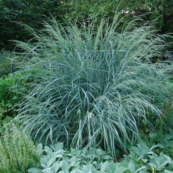 Panicum amarum 'Dewey Blue' 