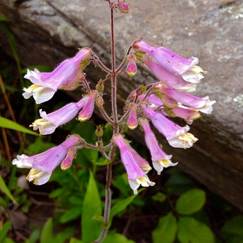 Penstemon hirsutus