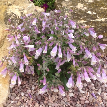 Penstemon hirsutus var. pygmaeus