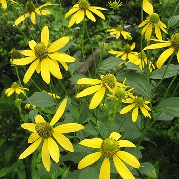 Rudbeckia laciniata