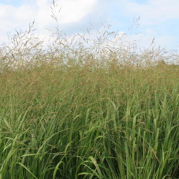 Panicum virgatum 'Cape Breeze' PP24895