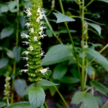 Agastache nepetoides