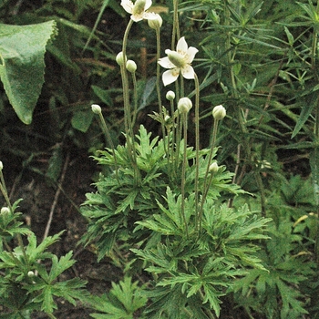 Anemone cylindrica