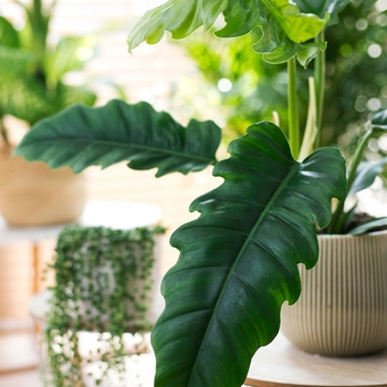 Philodendron 'Narrow Escape' 