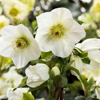 Helleborus 'Ice 'n Roses® White' 