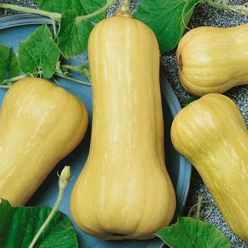 Cucurbita moschata 'Waltham' 