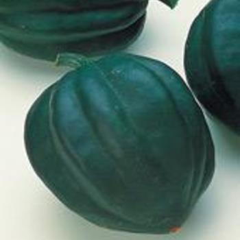 Cucurbita pepo 'Table Ace'