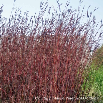 Andropogon gerardii 'Red October' 26283