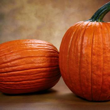 Cucurbita maxima 'Big Deal' 