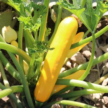 Cucurbita pepo 'Gold Rush' 