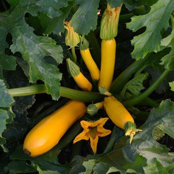 Cucurbita pepo 'Easy Pick Gold II' 