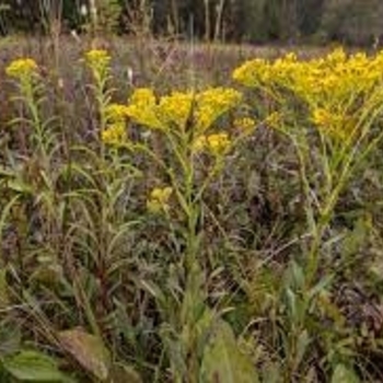 Solidago ohioensis