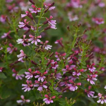 Cuphea ramosissima 'Pink Shimmer' 