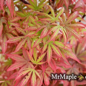 Acer palmatum 'Alpine Sunrise' 