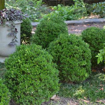 Buxus sempervirens 'Justin Brouwers' 