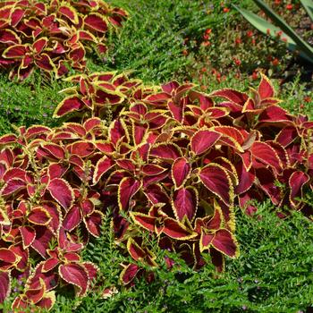 Coleus 'Fairway Ruby' 